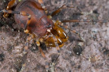 Media type: image; Invertebrate Zoology 133374
